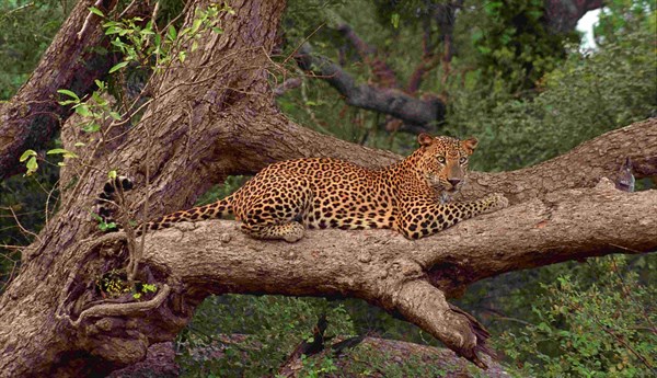 SRI LANKA - Yala National Park - leopard