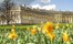 UK - Royal Crescent  Daffodills