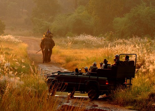 Out of India: 5 Safari Camps to Visit Now