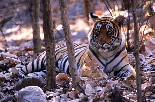 NORTH INDIA - Ranthambore Tiger