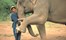 THAILAND - Anantara - Chang Rai, Mahoot training, elephant camp
