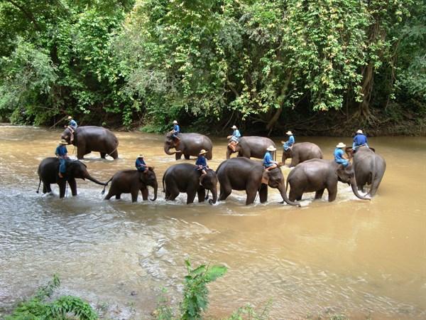 THAILAND - Chang Rai elephant camp