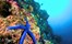 MALDIVES - diving, snorkelling starfish