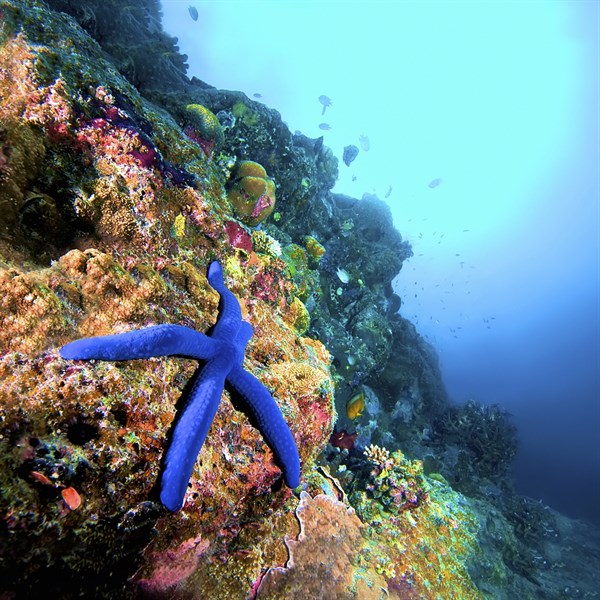 MALDIVES - diving, snorkelling starfish