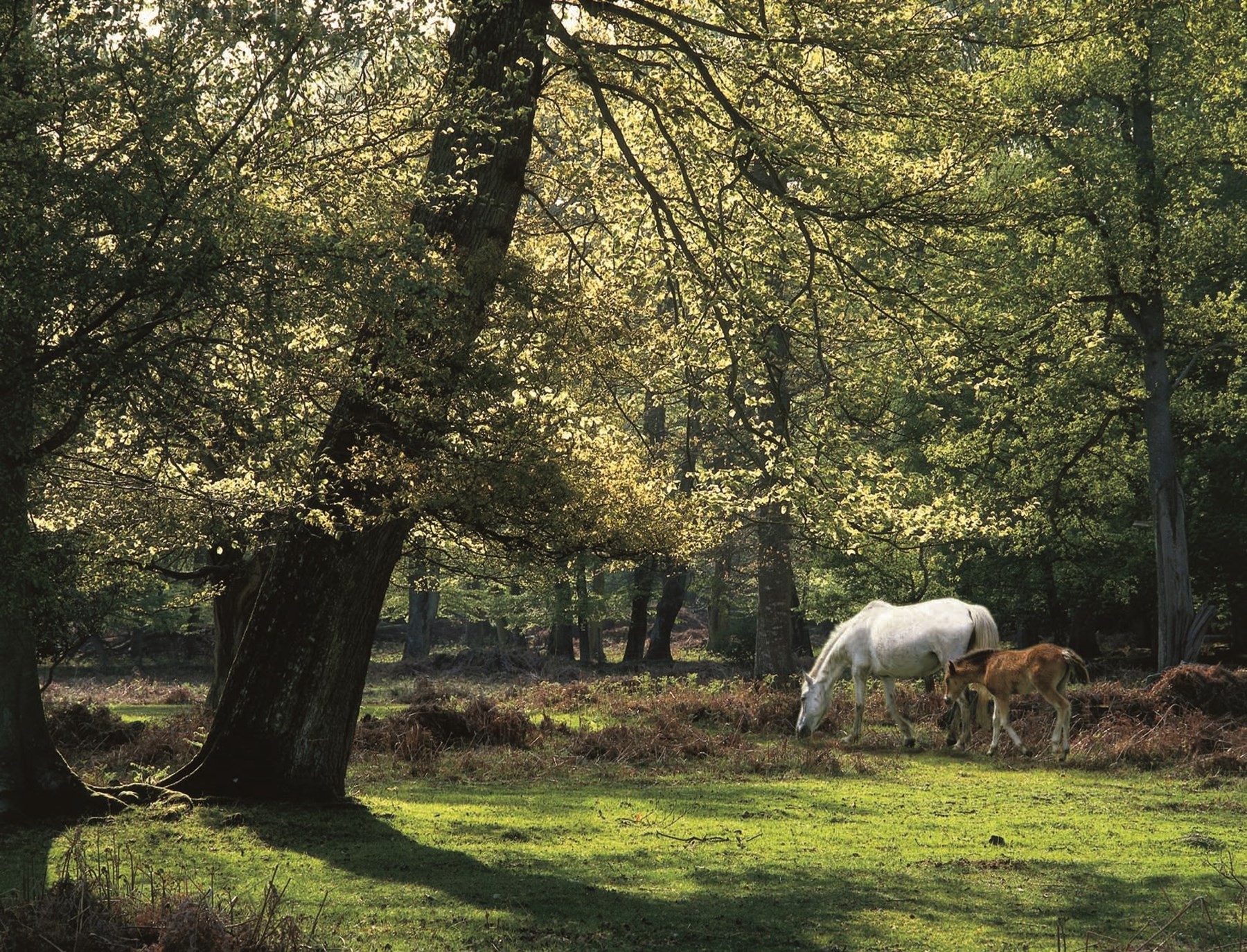 UK New Forest 1