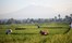 INDONESIA Alilavillassoori Paddy Field