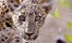 Leopard Trails Yala National Park Sri Lanka 1 