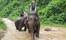 Green Hill Elephant Camp, Kalaw, Burma