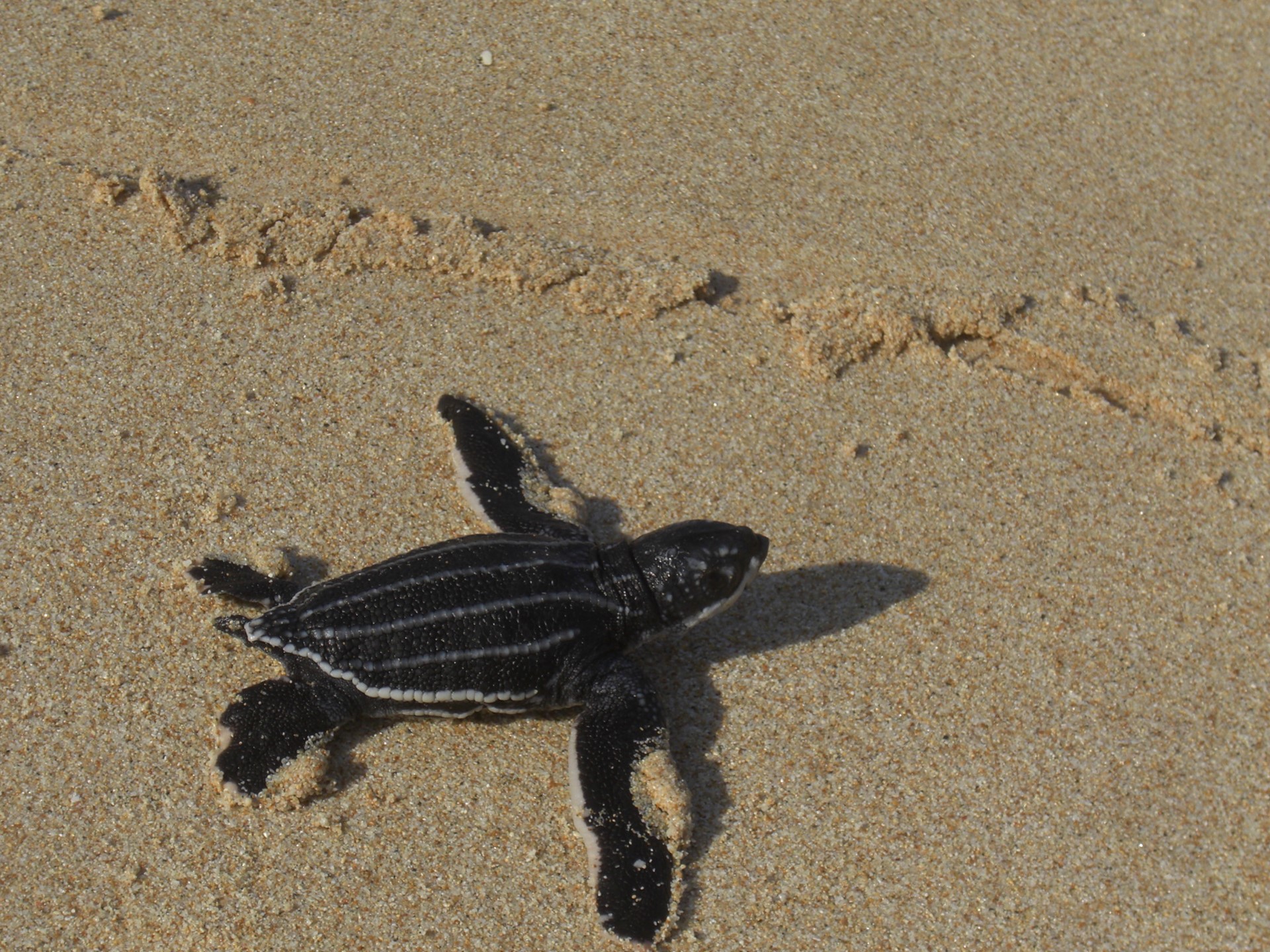 Nihiwatu Lodge Sumba Island Indonesia Ampersand Travel 66
