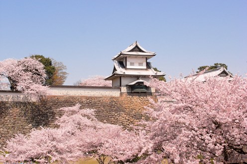 When and where can you see the Cherry Blossom in Japan?