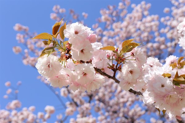 Cherry Blossom Shinjuku Gyoen