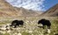 Ladakh North India James Jayasundera FAM Trip 17 