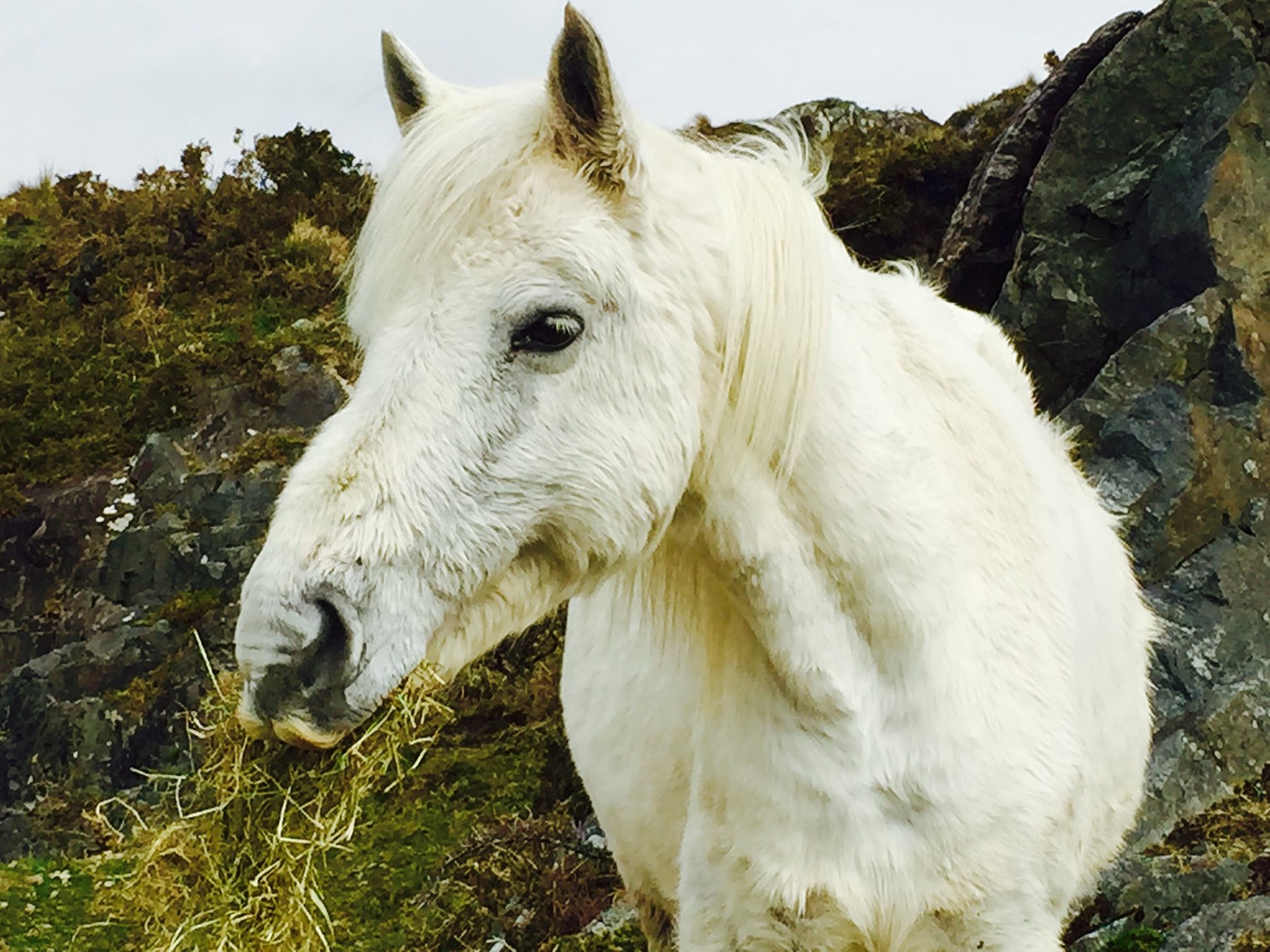 Ireland Gallery To Add 1