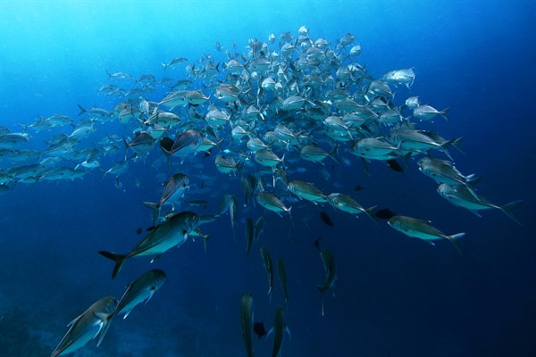 MALDIVES-Soneva -Fushi -school -of -fish