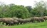 KUMANA National Park Sri Lanka 41  (1)