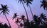SRI LANKA - Coconut Palms Sunset Bentota Sri Lanka