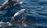 Dophins At Alila Villas Hadahaa Maldives Luxury Holiday With Ampersand Travel