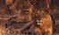 Asiatic Lion Gir National Park Gujurat 2 