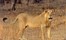 Asiatic Lion Gir National Park Gujurat 1 