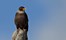 Bompu Camp Eagle Nest Arunachal Pradesh North India 12 