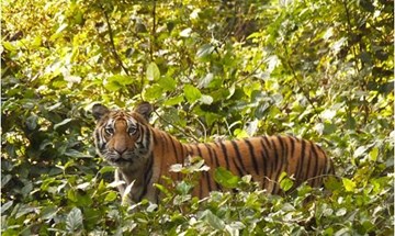 Dudhwa Tiger Reserve Uttar Pradesh North India 7 