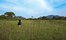 Wild Grass Sigiriya Sri Lanka 21
