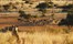 Tswalu Kalahari South Africa 60