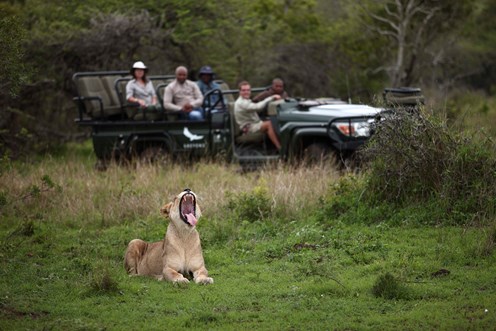 Great Safaris of Southern Africa