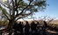 Three Trees At Spioenkop Kwazulu Natal South Africa 3
