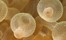 Indonesia Bulb Tentacle Sea Anemone Sulawesi