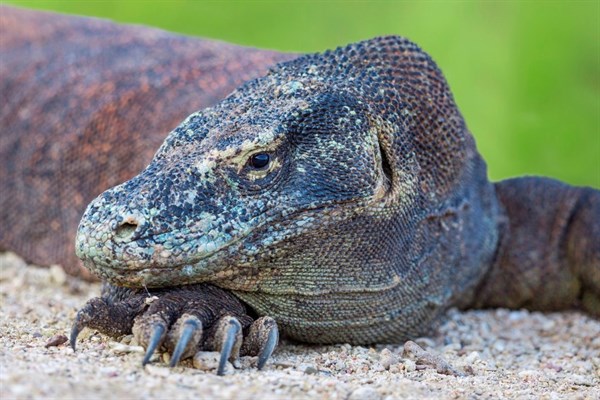 Indonesia A Komodo Dragon Resting Its Head On A Foot With Large Sharp Claws (1)