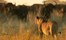 Duba Plains Camp Okavango Delta Botswana 73