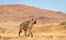 Desert Rhino Camp Damaraland Namibia 9