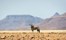 Desert Rhino Camp Damaraland Namibia 27