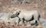 Desert Rhino Camp Damaraland Namibia 29