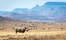 Desert Rhino Camp Damaraland Namibia 30