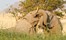 Desert Rhino Camp Damaraland Namibia 31