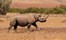 Desert Rhino Camp Damaraland Namibia 46