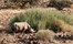Desert Rhino Camp Damaraland Namibia 48