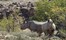 Desert Rhino Camp Damaraland Namibia 50