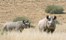 Desert Rhino Camp Damaraland Namibia 2