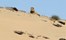 Hoanib Skeleton Coast Skeleton Coast Namibia 28Jpg
