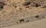 Hoanib Skeleton Coast Skeleton Coast Namibia 30Jpg