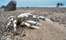 Hoanib Skeleton Coast Skeleton Coast Namibia 35