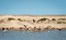 Hoanib Skeleton Coast Skeleton Coast Namibia 65