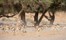 Hoanib Skeleton Coast Skeleton Coast Namibia 83