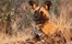 Nambwa Tented Lodge Bwabwata National Park Namibia 24 Nambwa Activities Wild Dog Sightingsjpg
