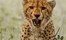 Nambwa Tented Lodge Bwabwata National Park Namibia 26 Nambwa Activities Cheetah Hunt Activities
