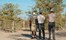 Ongava Tented Camp Etosha Namibia 35