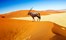 Namibia Sossusvlei Dunes Oryx
